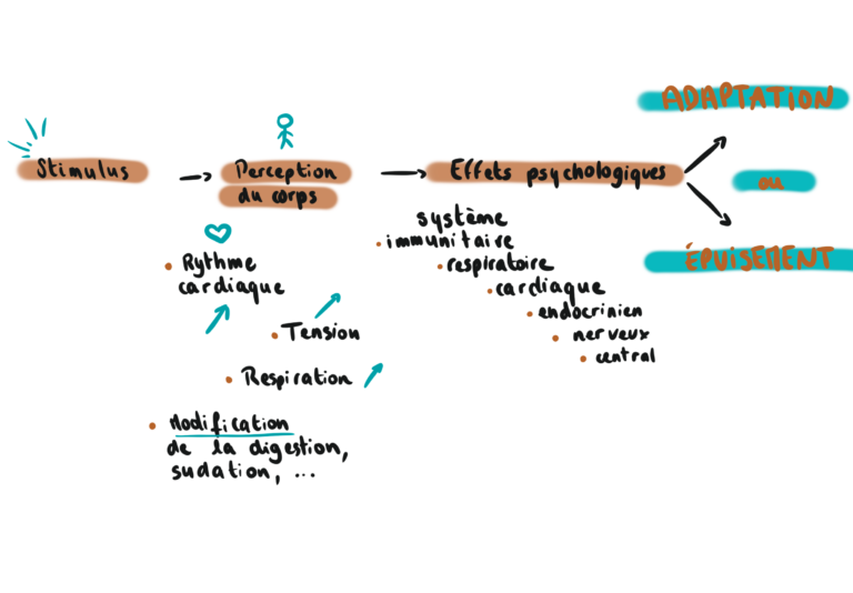 Les mécanismes du stress chez le manager. Stimulus vers perception du corps vers effets psychologiques vers adaptation ou bien épuisement. Perception du corps constituent : augmentation du rythme cardiaque, de la tension, de la respiration, et modification de la difestion, de la sudation, etc Concernant les effets psychologiques, cela peut impacter le système immunitaire, respiratoire, cardiaque, endocrinien, nerveux ou bien central.